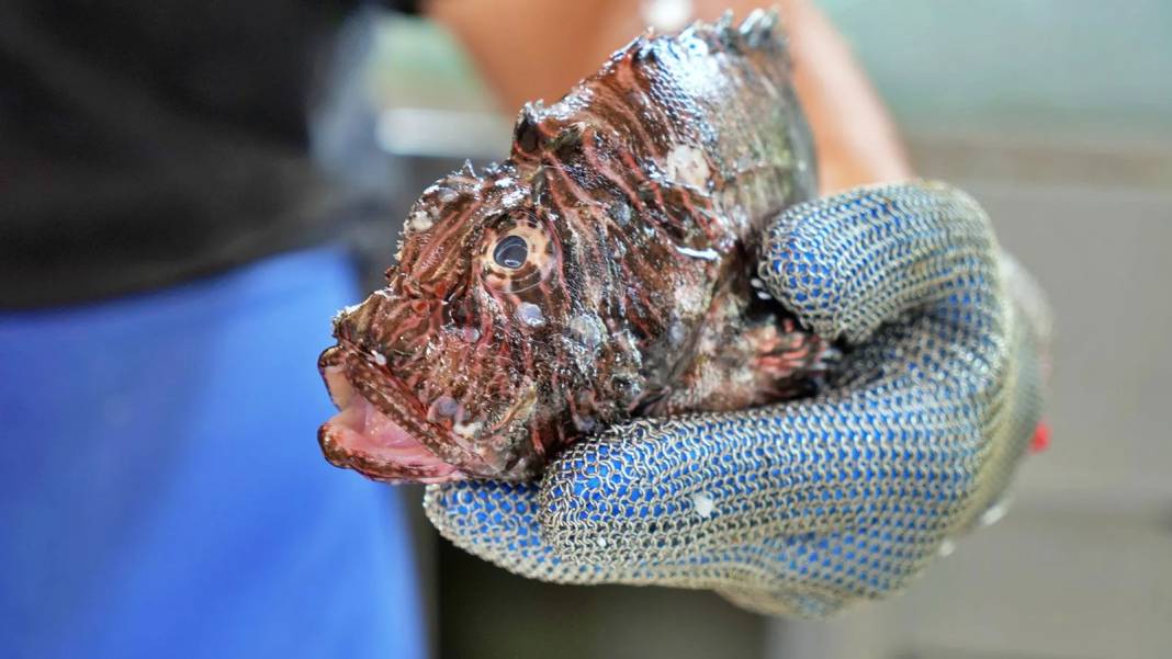 Tam protein bombası! Zıpkınla avlanıp, zahmetle temizleniyor: Kilosu 700 liraya yükseldi 3